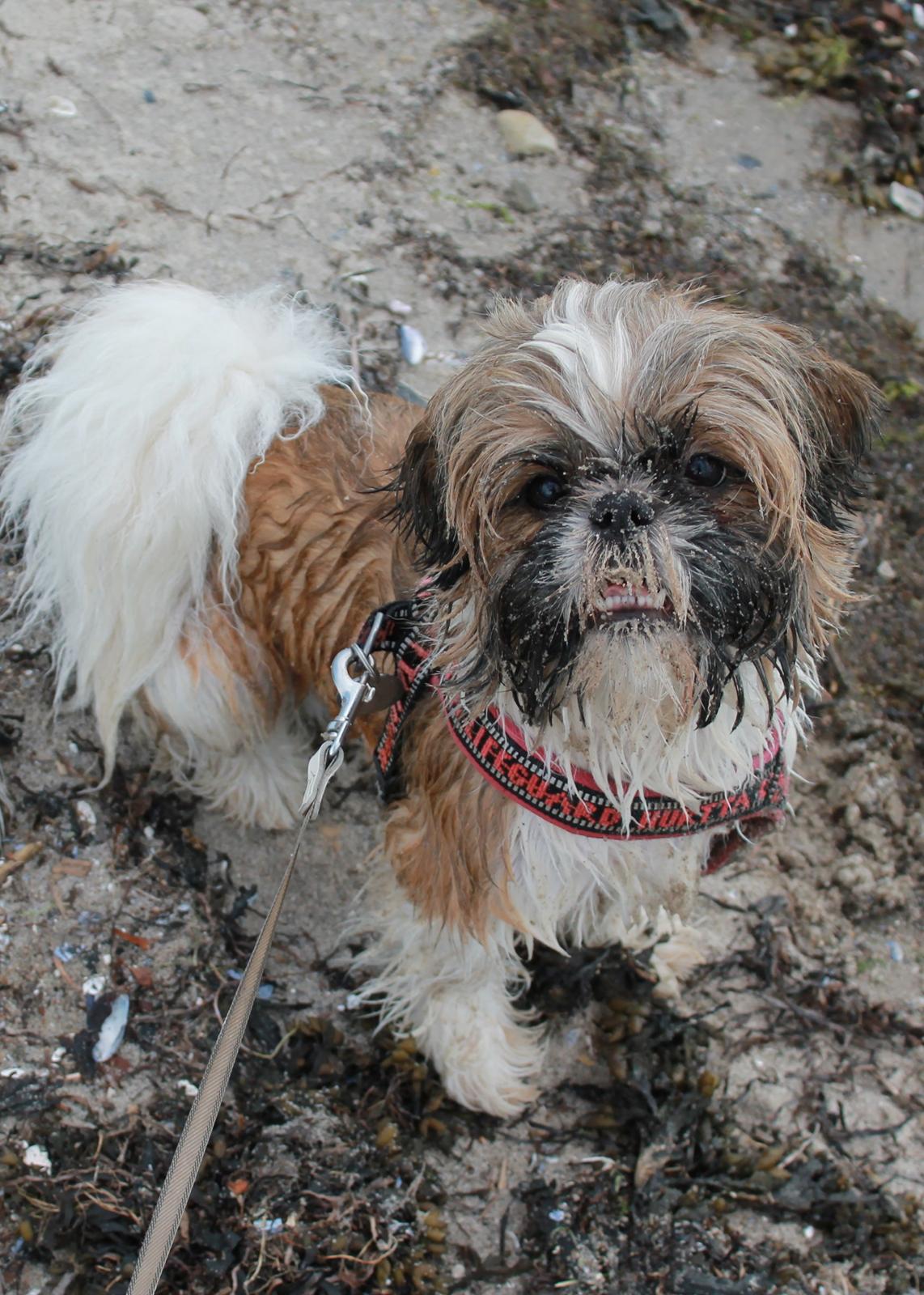 Shih tzu Maude - 18 måneder billede 11