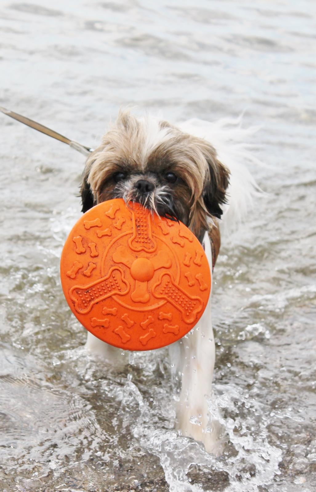 Shih tzu Maude billede 7