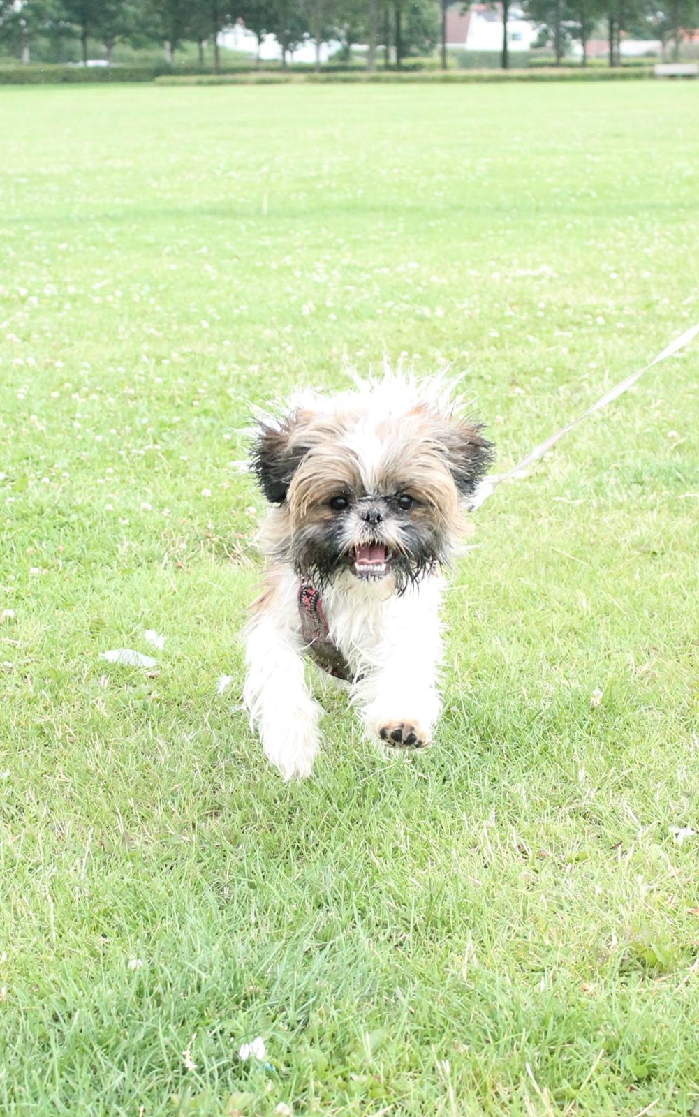 Shih tzu Maude billede 12