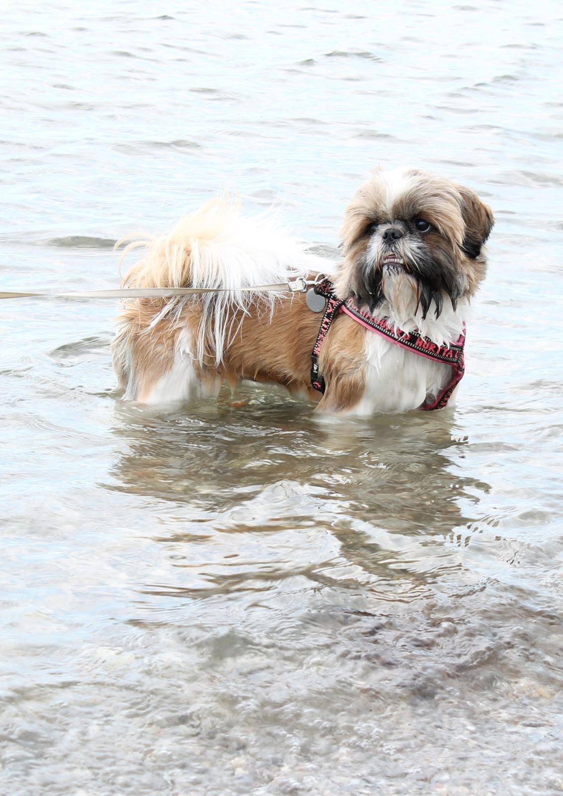 Shih tzu Maude - 18 måneder billede 3