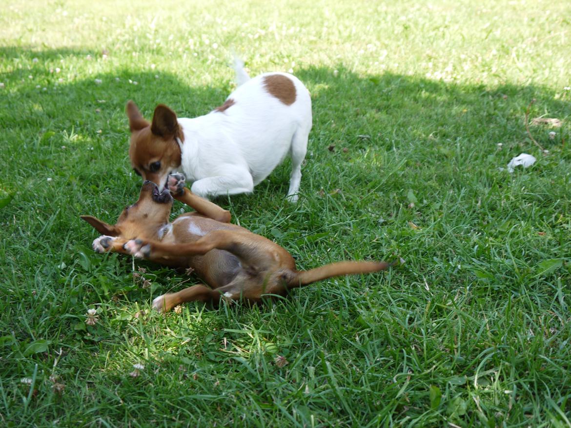 Blanding af racer Dipsy - Dipsy 19 uger  & Mor Poe billede 39