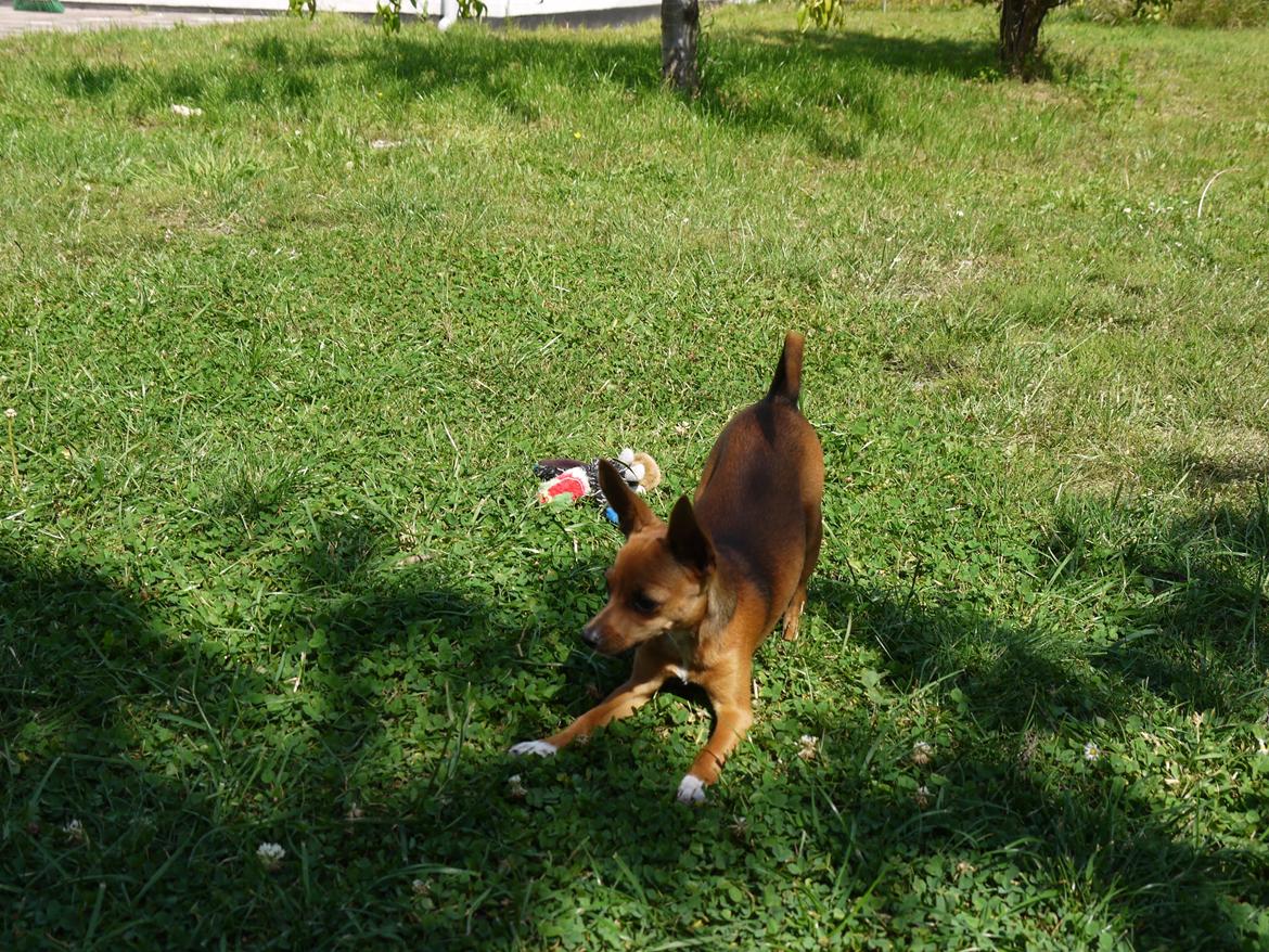 Blanding af racer Dipsy - Dipsy 19 uger. billede 27