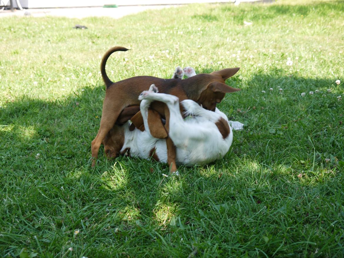 Blanding af racer Dipsy - Brydning!! billede 20