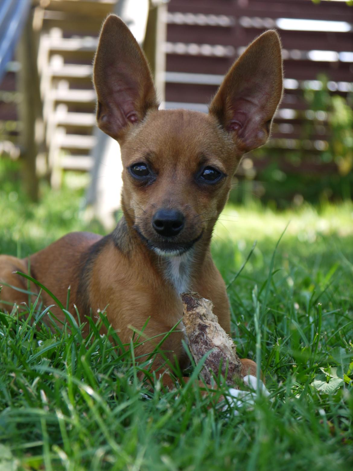 Blanding af racer Dipsy - Dipper, 19 uger. billede 5