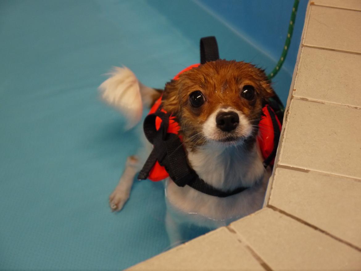 Blanding af racer Poe - Poe til svømning, for at genoptræne hendes ben. Det var nu ikke lige en succes for Poes vedkommende :D billede 38