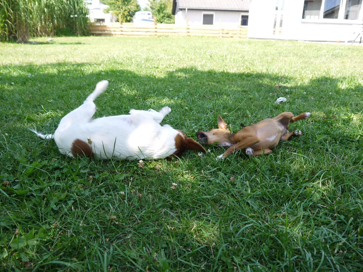 Blanding af racer Poe - leger med sin datter! billede 31