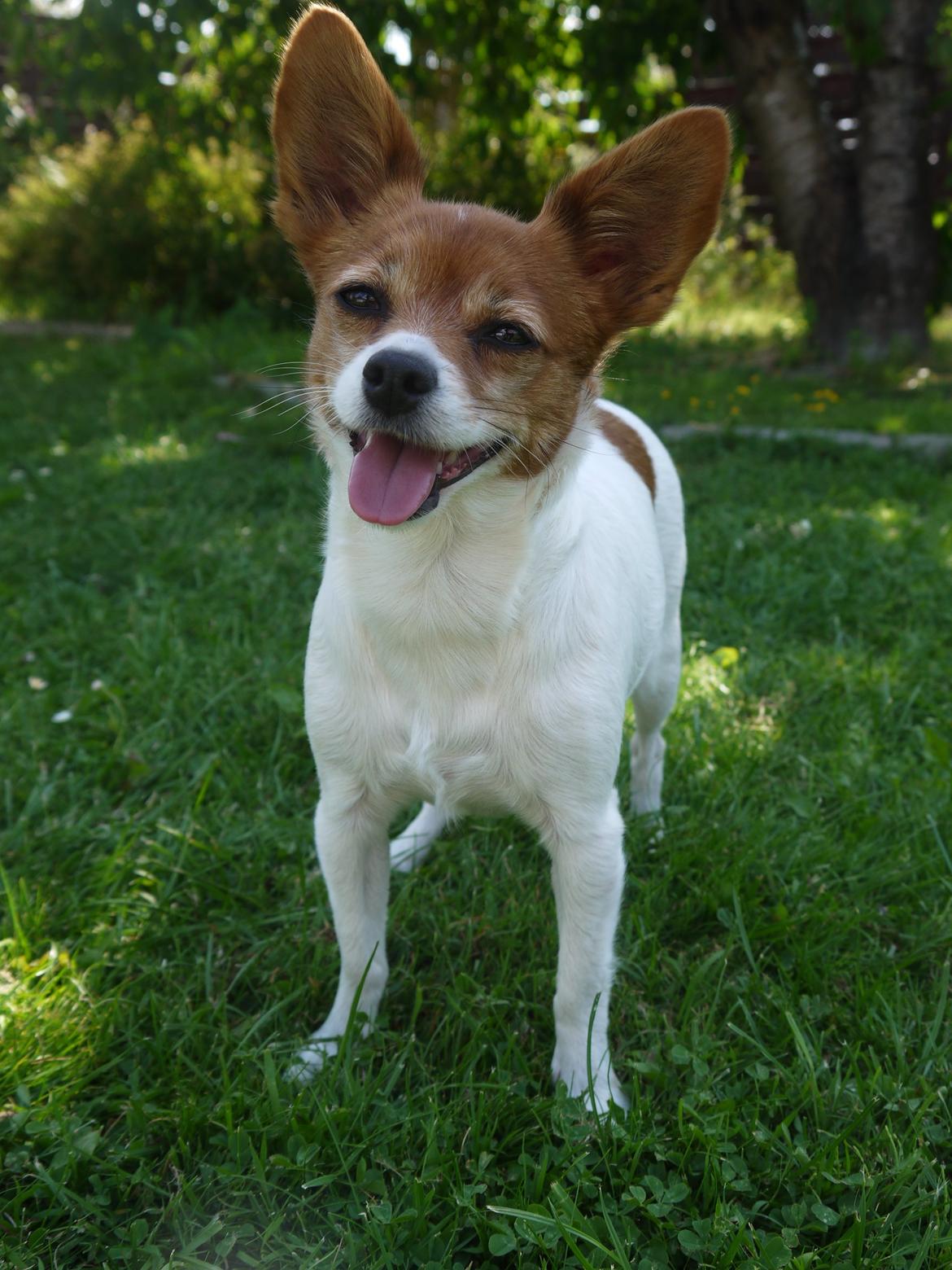 Blanding af racer Poe billede 2