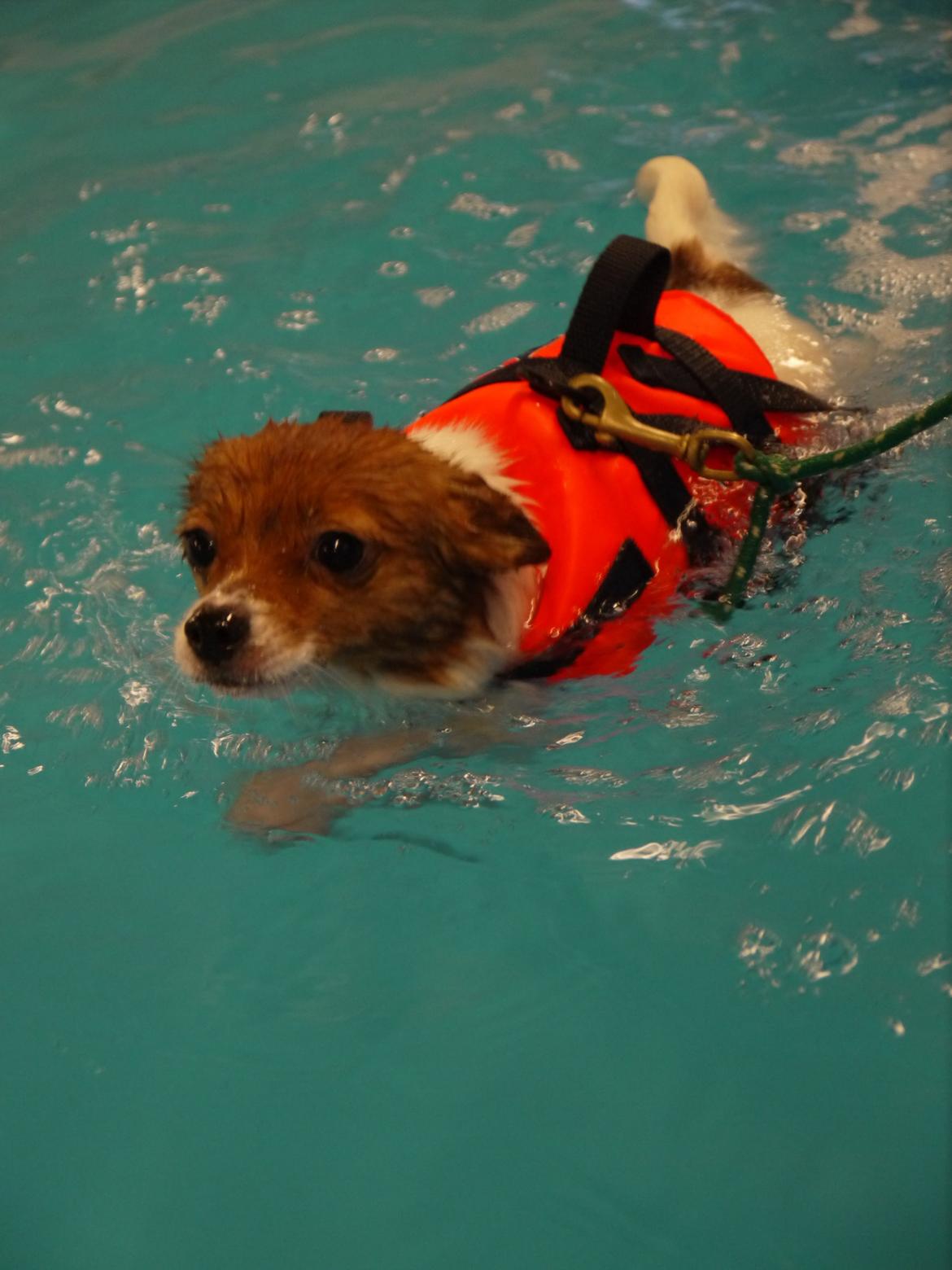 Blanding af racer Poe - Svømning. billede 39