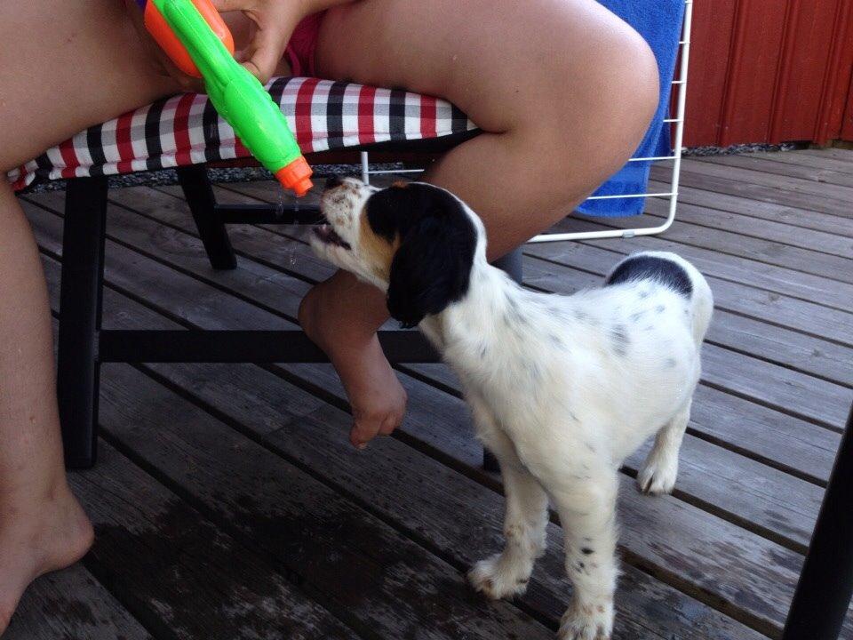 Engelsk setter Miss Rihanna billede 15