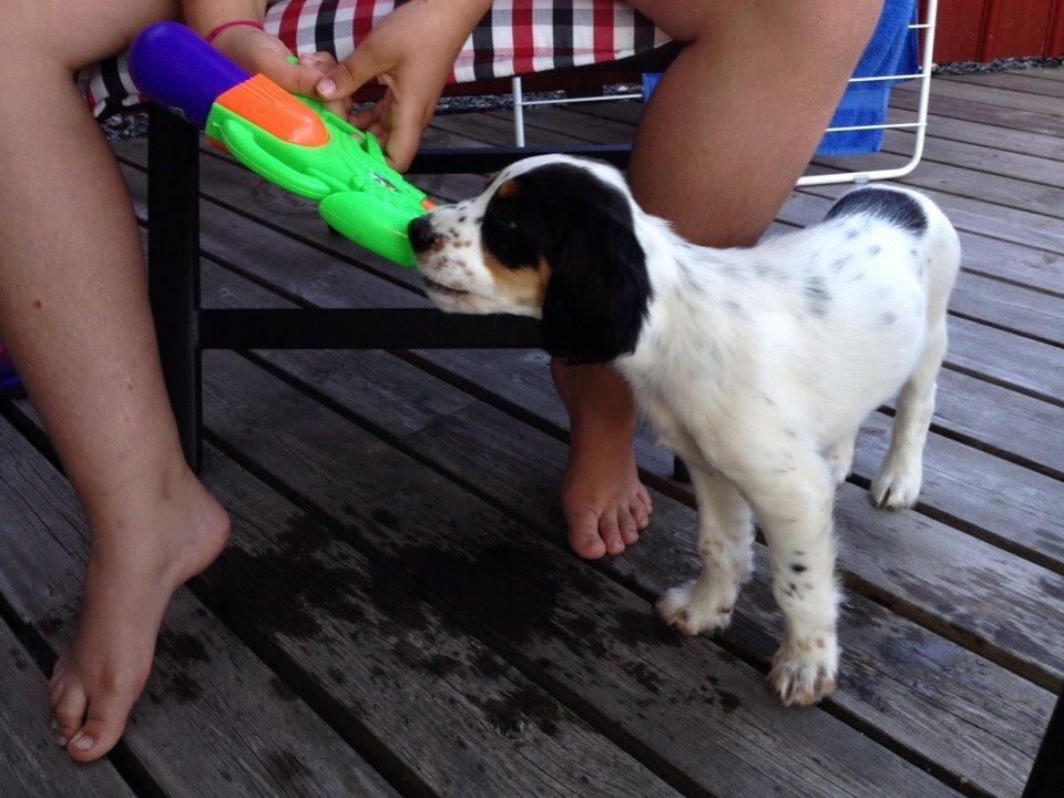 Engelsk setter Miss Rihanna billede 16