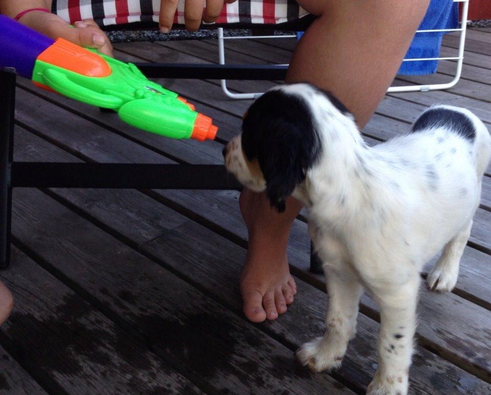 Engelsk setter Miss Rihanna billede 19