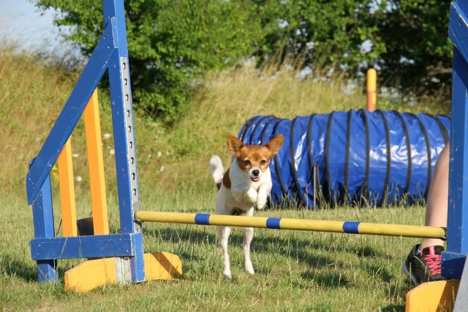 Blanding af racer Poe - Agility træning billede 3