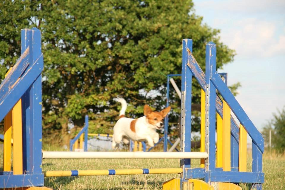 Blanding af racer Poe - Flyvende over dobbeltspringet billede 22