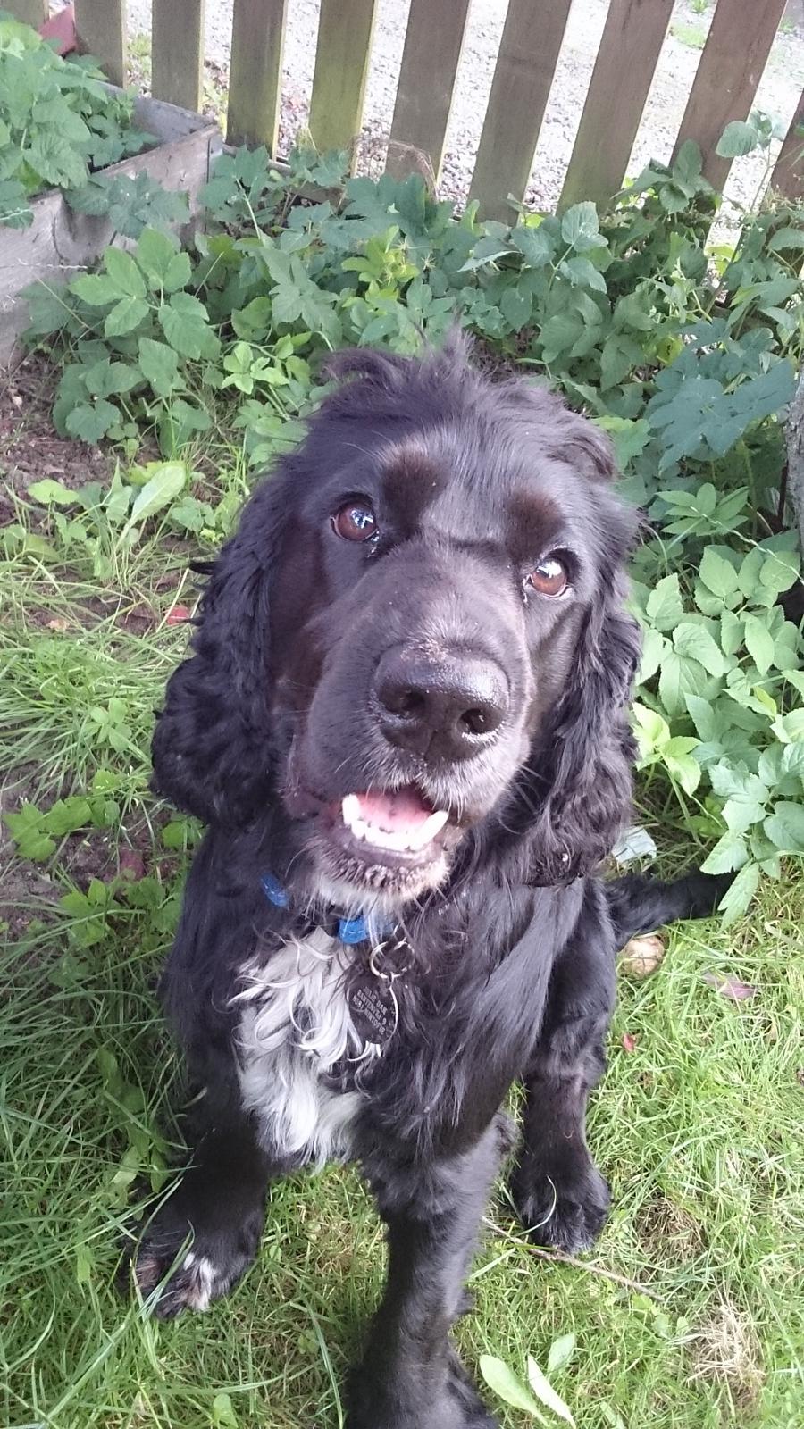 Cocker spaniel Koma - Ny klippet :) billede 24