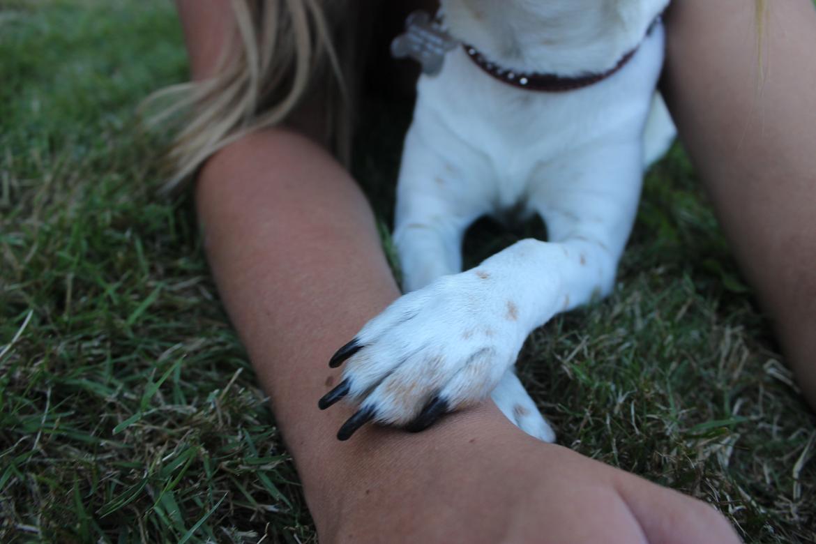 Dansk svensk gaardhund Moustgaard Ina aka. Molly billede 12
