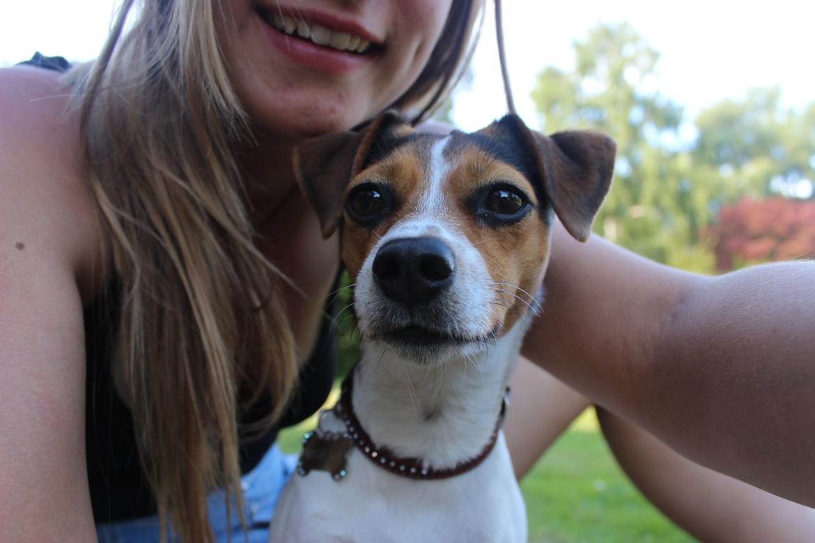 Dansk svensk gaardhund Moustgaard Ina aka. Molly billede 29