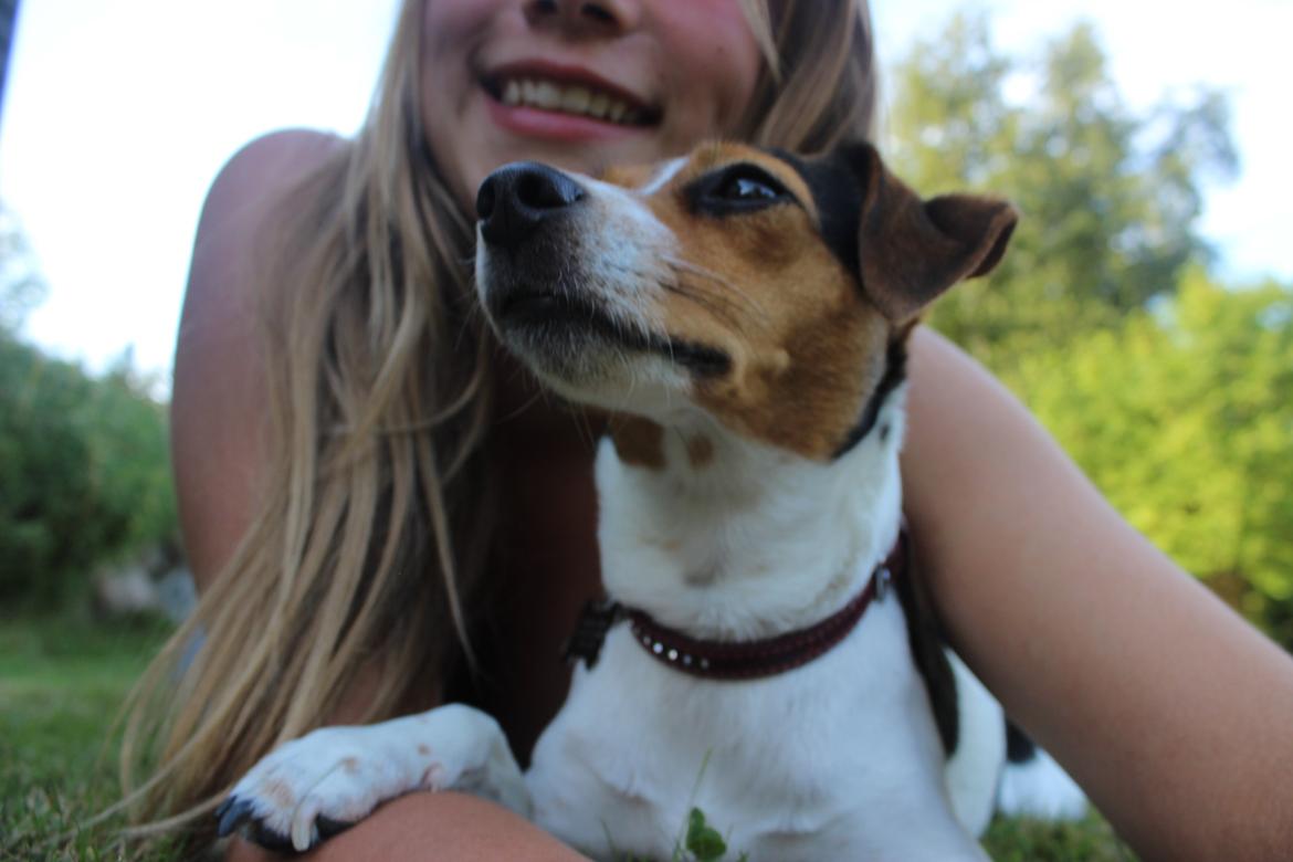 Dansk svensk gaardhund Moustgaard Ina aka. Molly billede 19