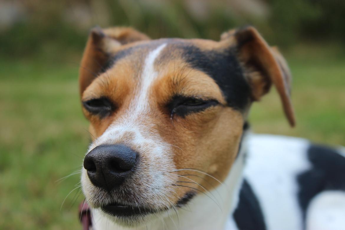 Dansk svensk gaardhund Moustgaard Ina aka. Molly billede 9