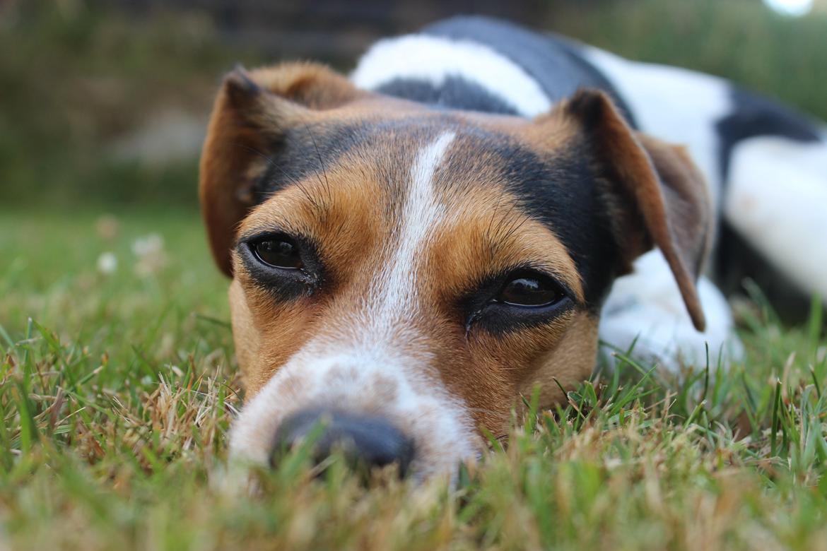 Dansk svensk gaardhund Moustgaard Ina aka. Molly billede 8
