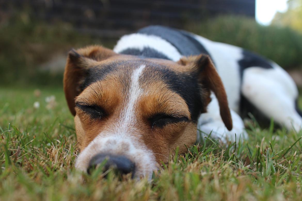 Dansk svensk gaardhund Moustgaard Ina aka. Molly billede 24