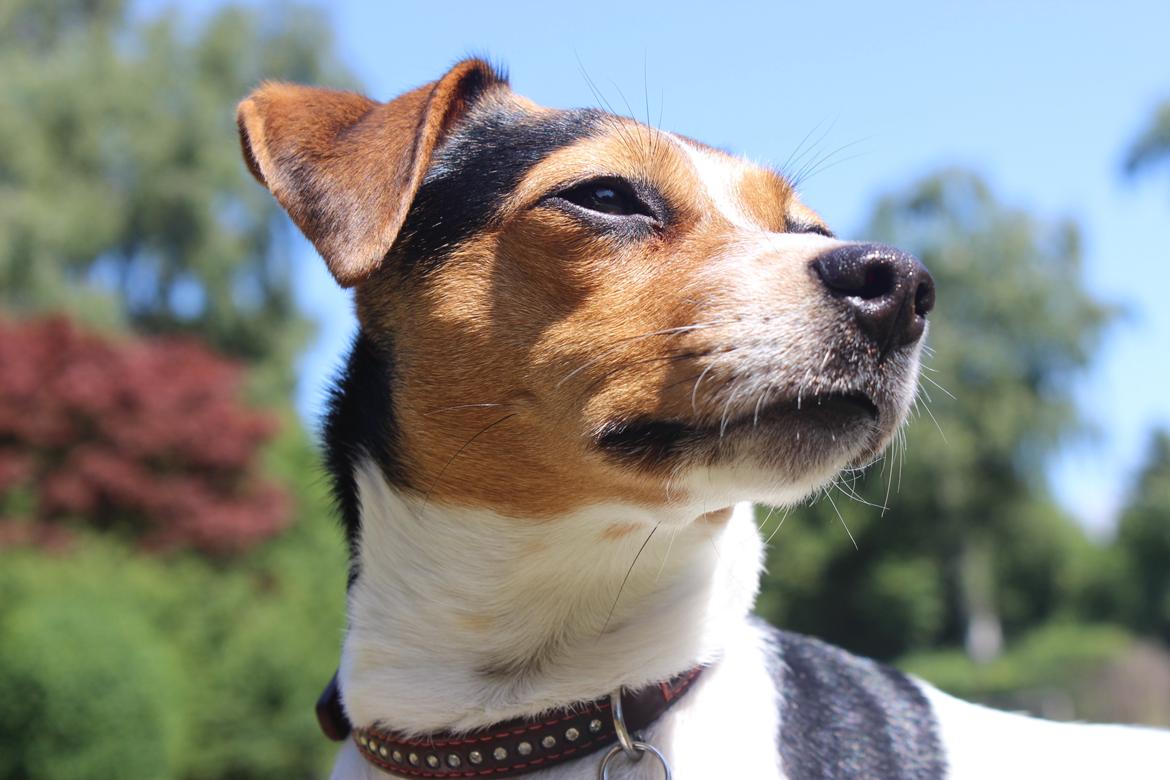 Dansk svensk gaardhund Moustgaard Ina aka. Molly billede 3