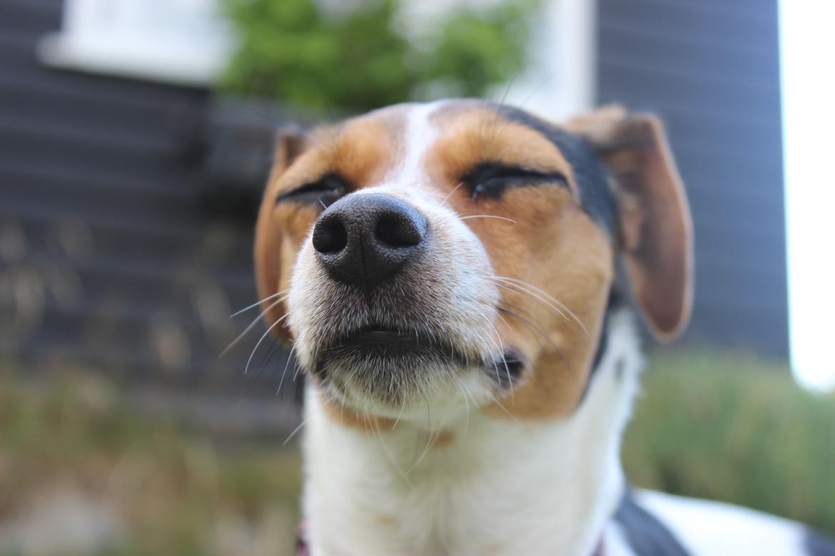 Dansk svensk gaardhund Moustgaard Ina aka. Molly billede 23