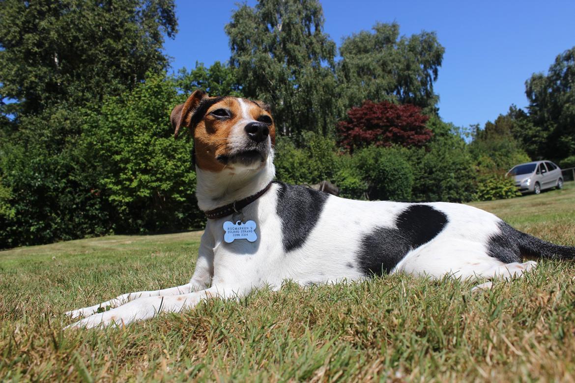 Dansk svensk gaardhund Moustgaard Ina aka. Molly billede 33