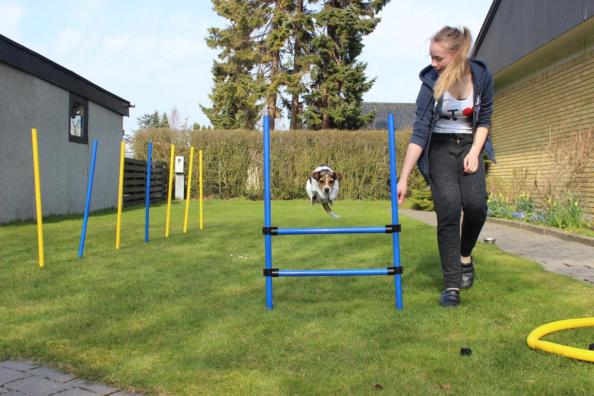 Dansk svensk gaardhund Moustgaard Ina aka. Molly - Så har man da en hund med overskud xD billede 7