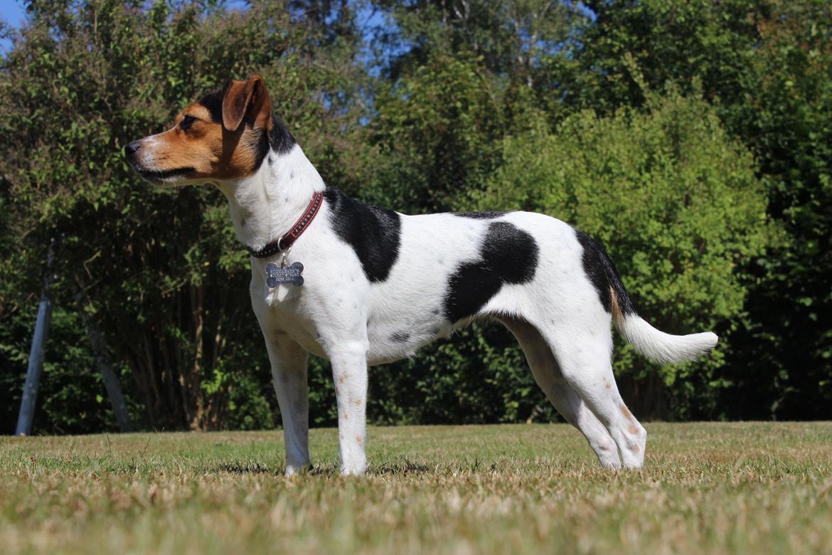 Dansk svensk gaardhund Moustgaard Ina aka. Molly billede 31