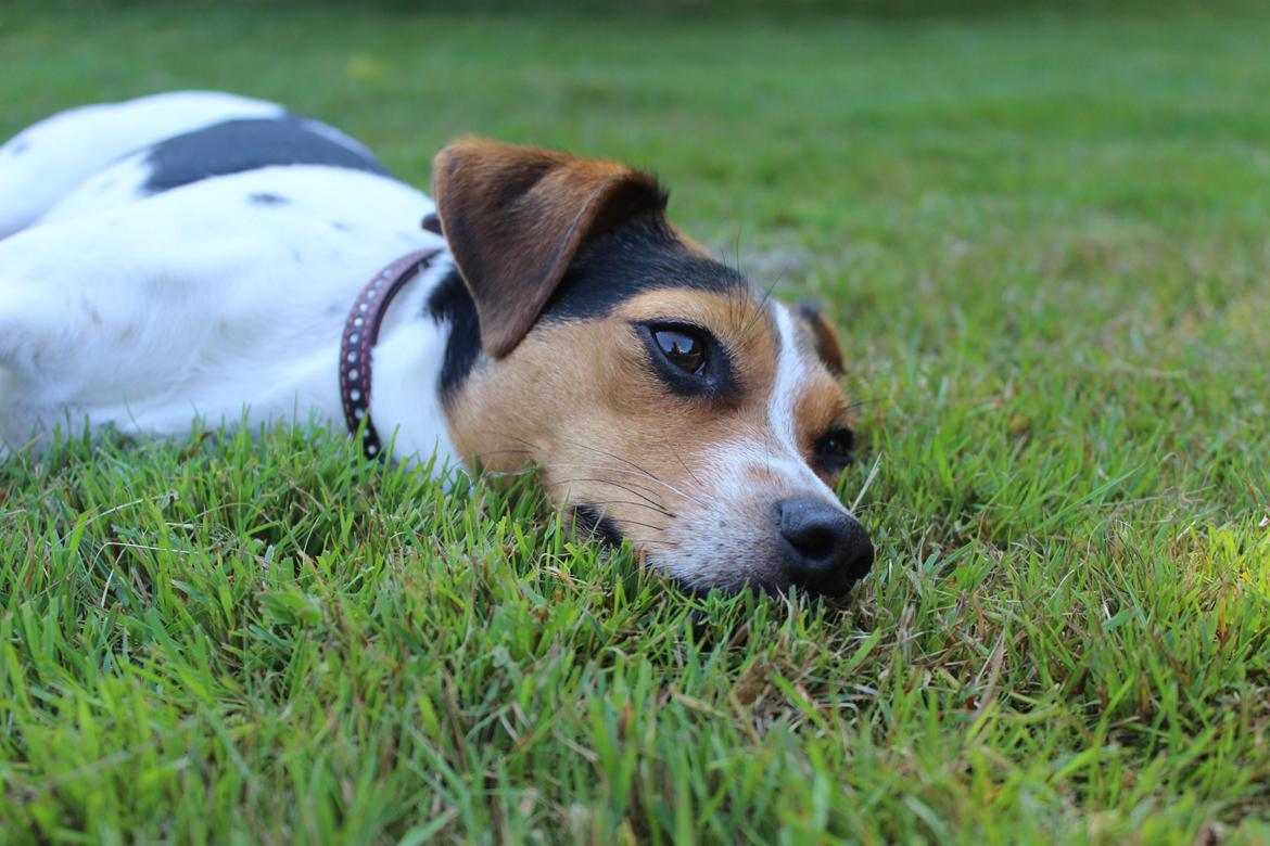 Dansk svensk gaardhund Moustgaard Ina aka. Molly billede 15