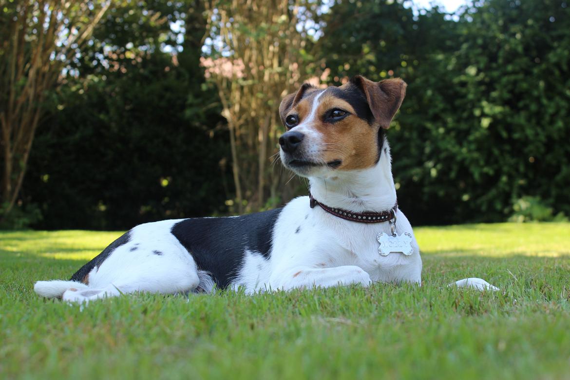 Dansk svensk gaardhund Moustgaard Ina aka. Molly billede 32
