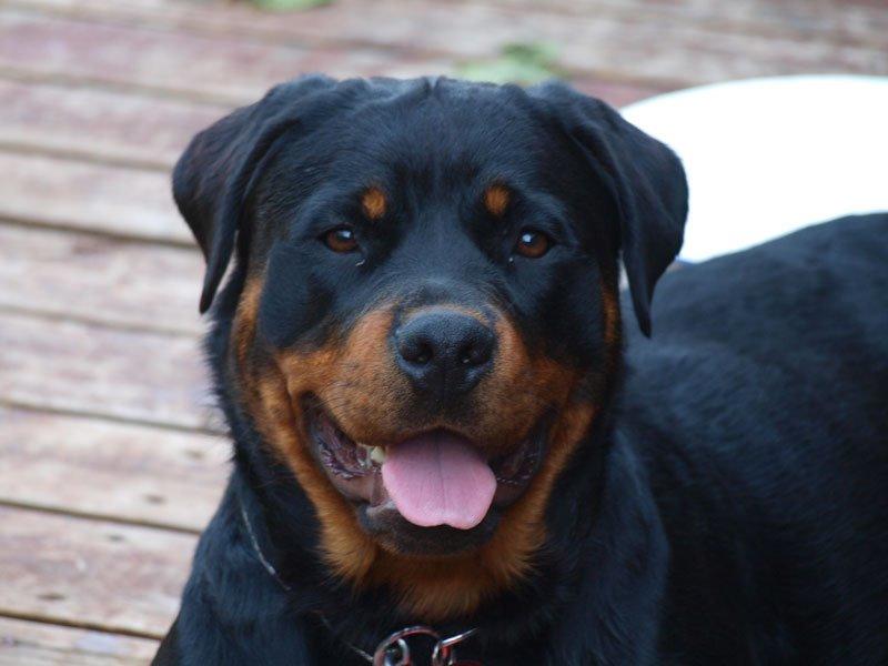 Rottweiler Vom Hause Desteny Kitta billede 2