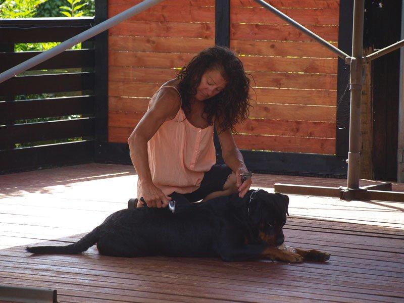 Rottweiler Vom Hause Desteny Kitta billede 3