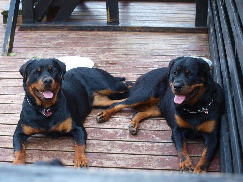 Rottweiler Vom Hause Desteny Kitta billede 4