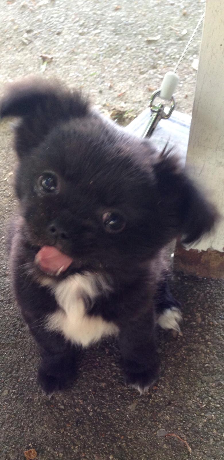 Blanding af racer Lady billede 1