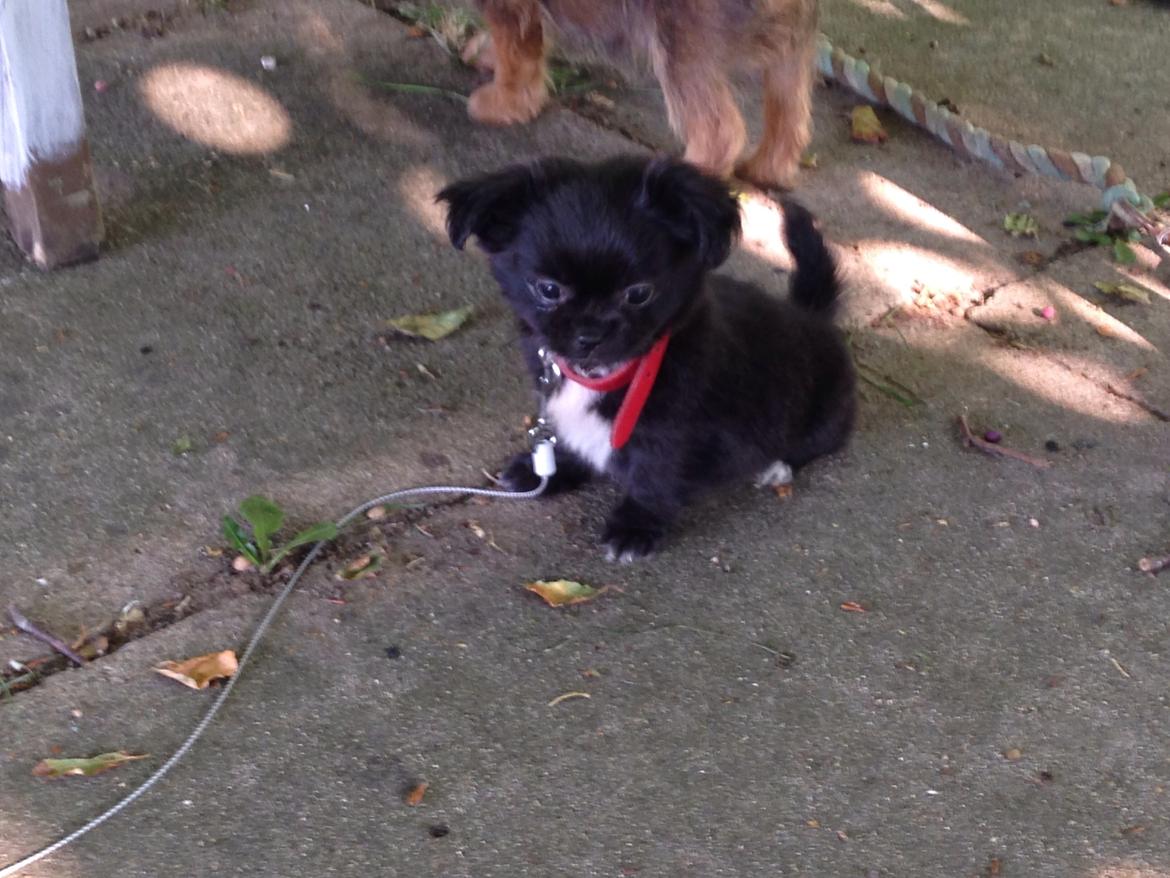 Blanding af racer Lady billede 2