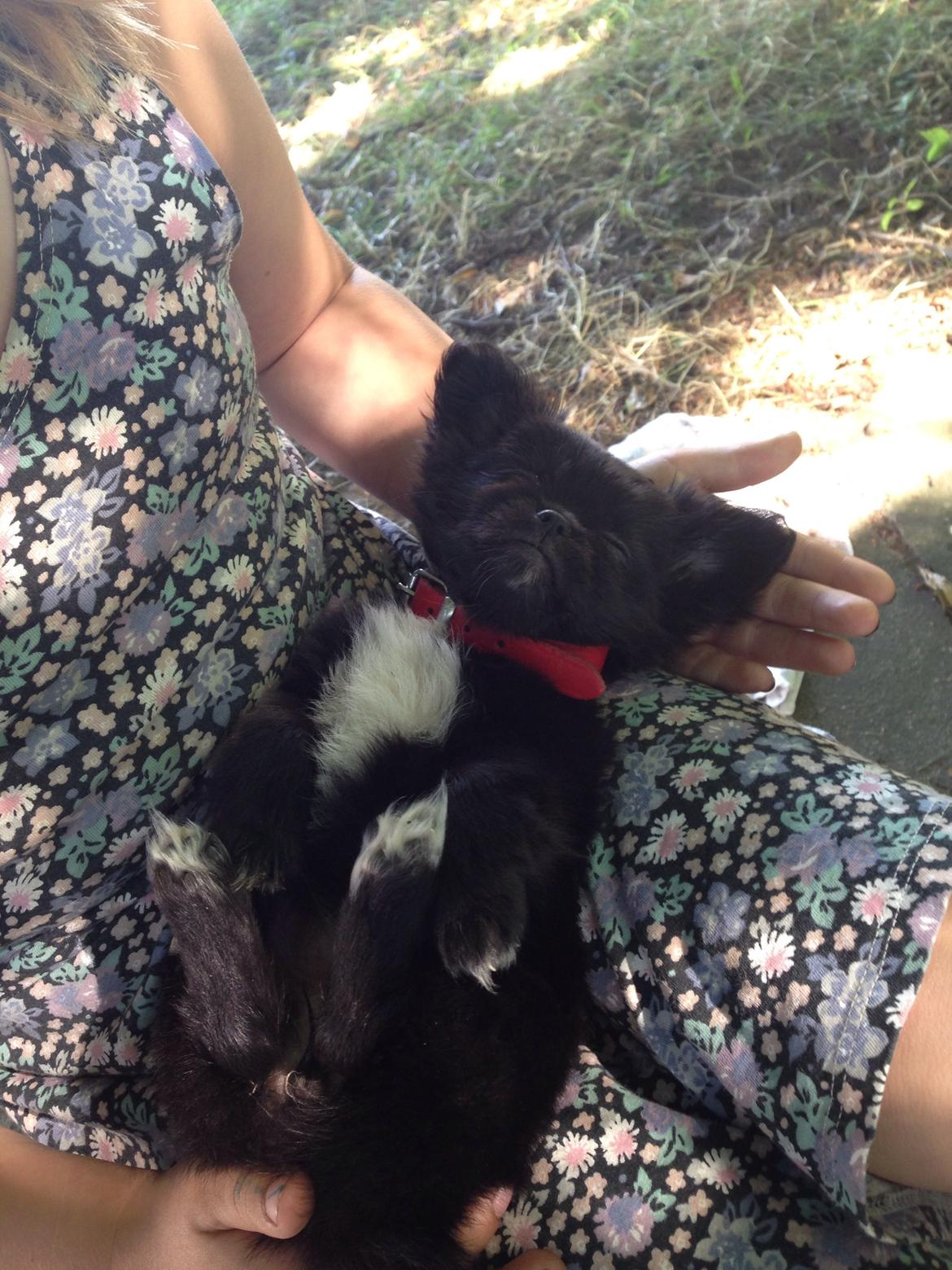 Blanding af racer Lady billede 4