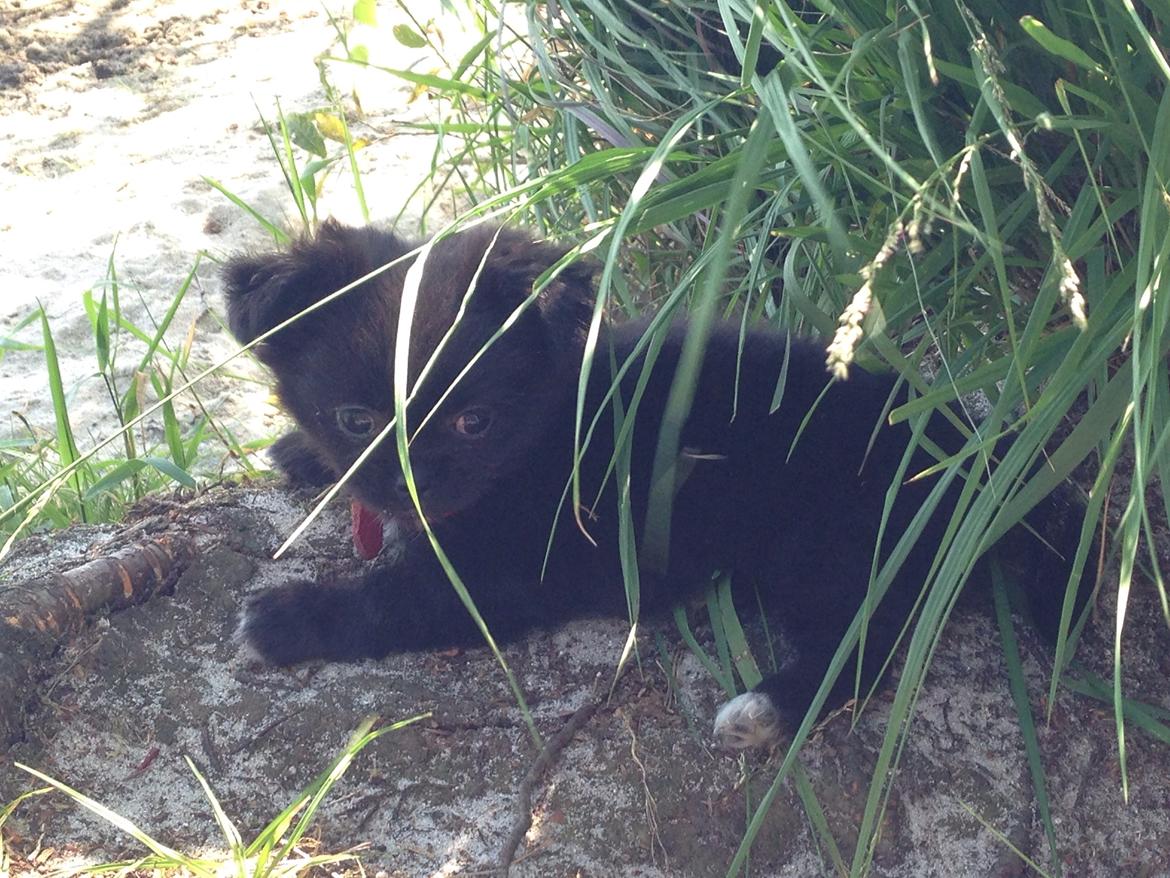 Blanding af racer Lady billede 5