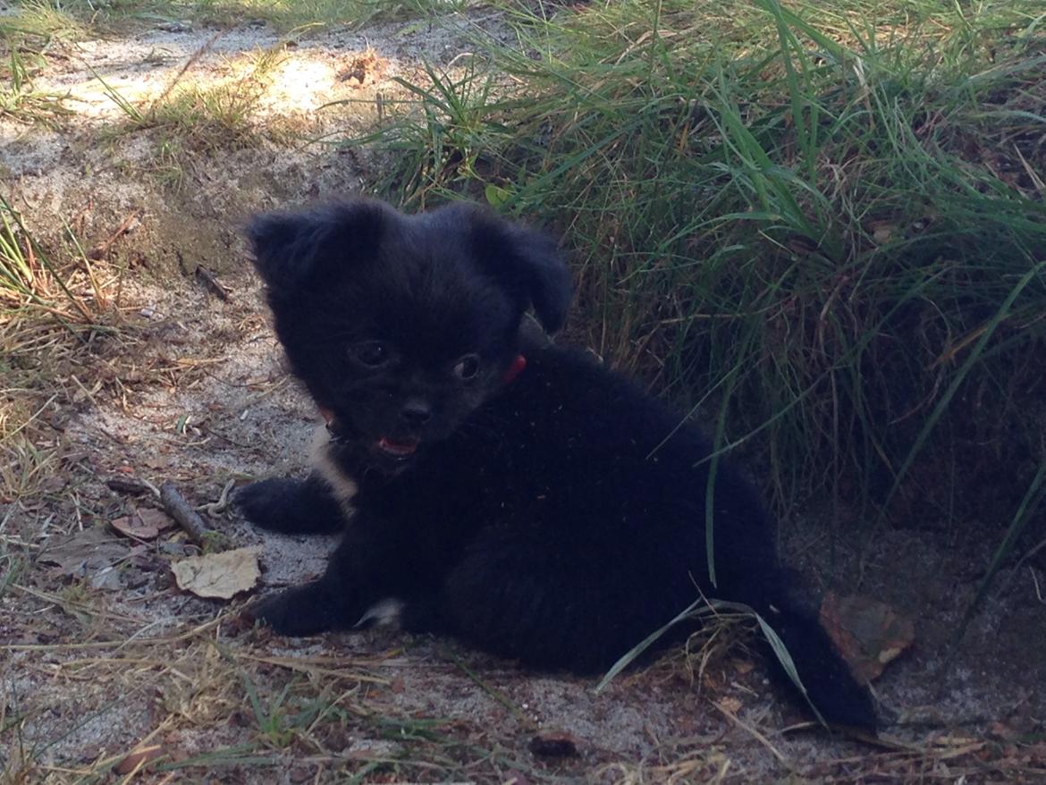 Blanding af racer Lady billede 6