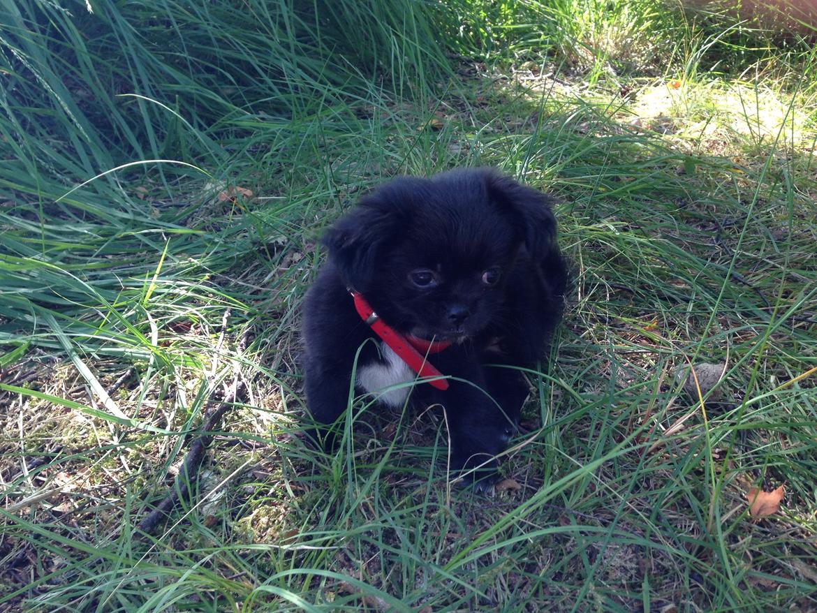 Blanding af racer Lady billede 7