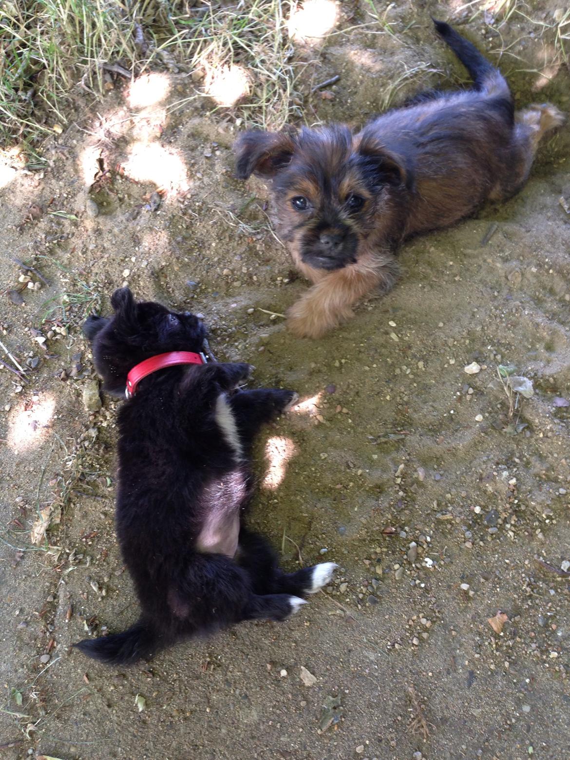 Blanding af racer Lady billede 8