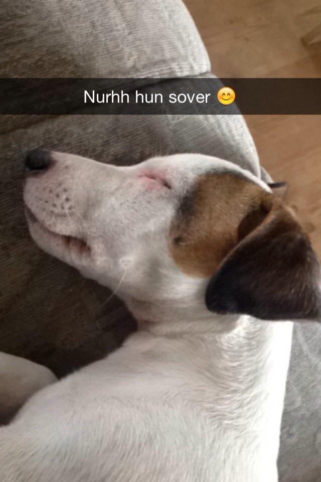 Jack russell terrier Amy billede 2