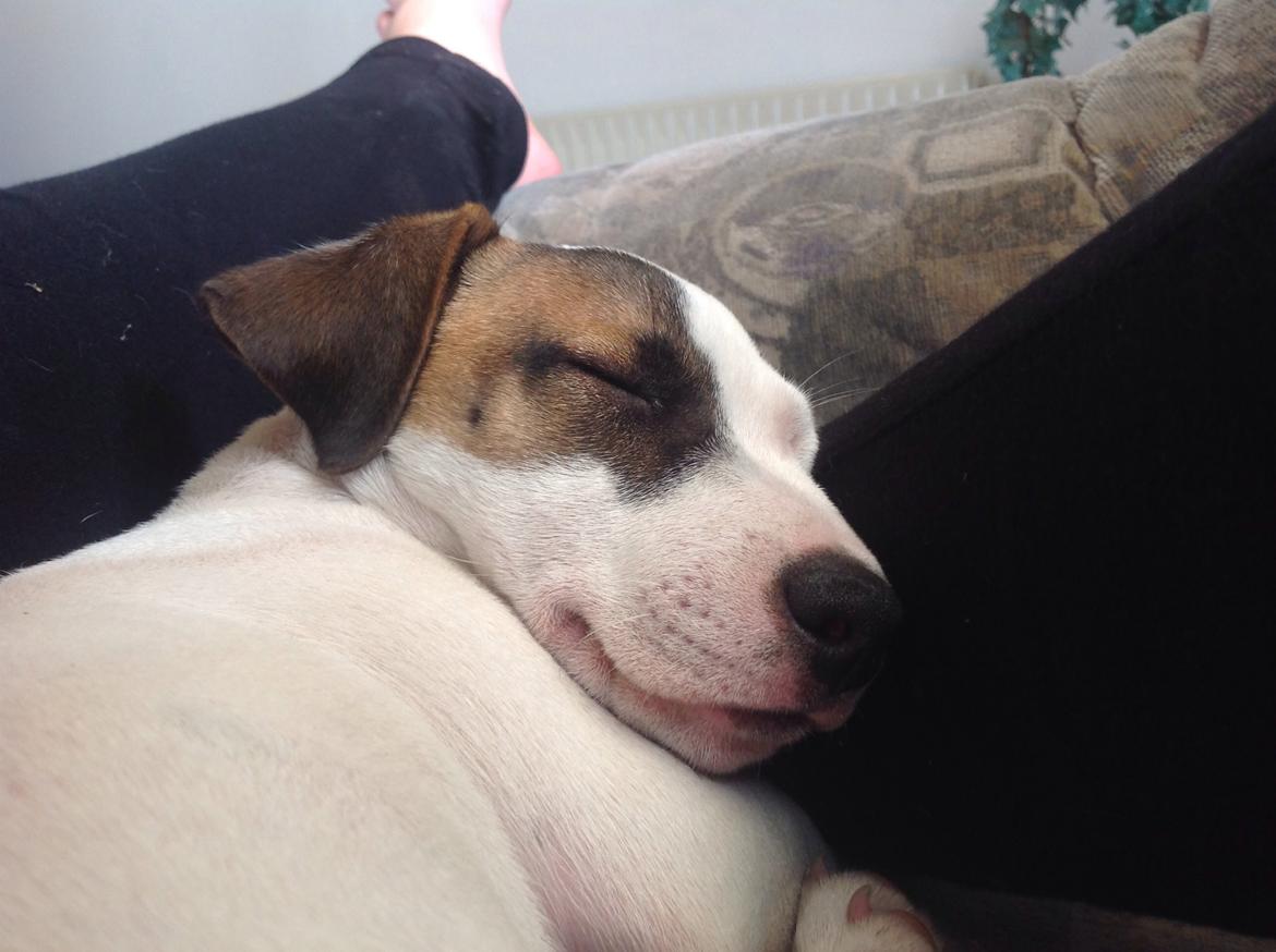 Jack russell terrier Amy billede 3