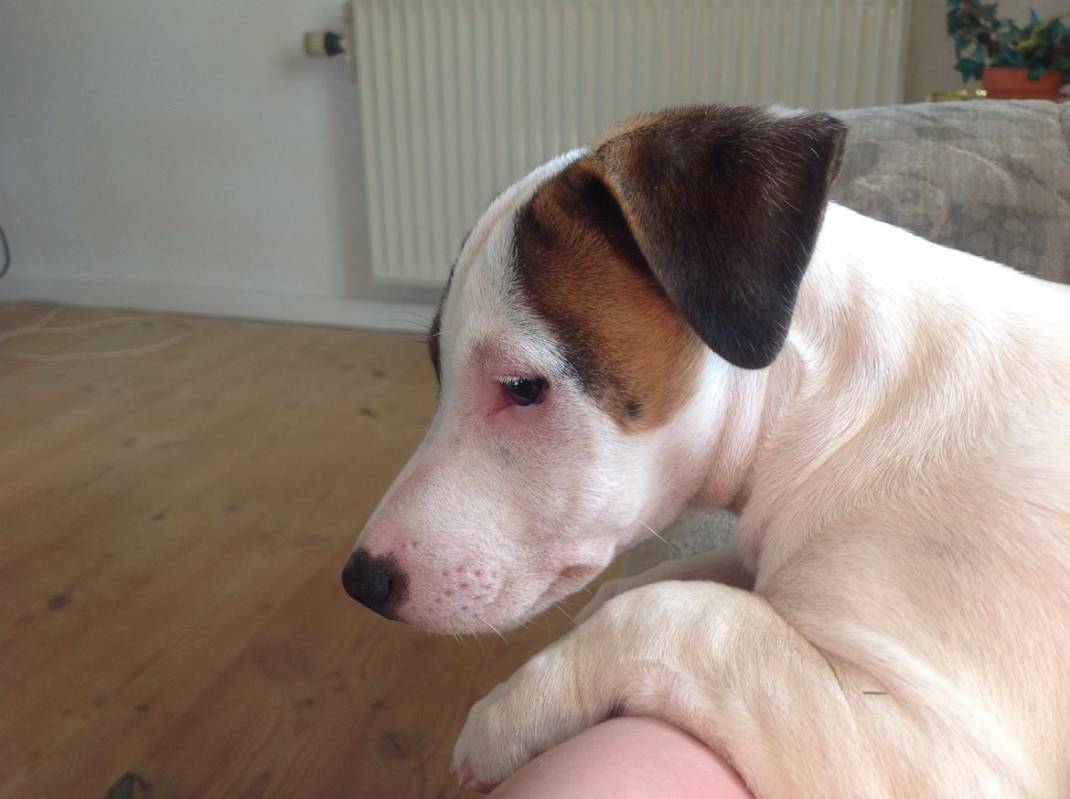 Jack russell terrier Amy billede 4