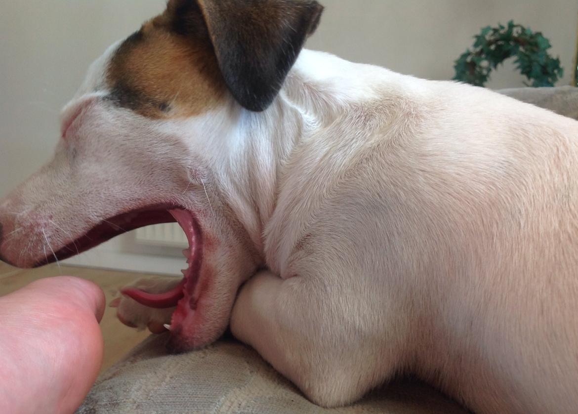 Jack russell terrier Amy billede 5