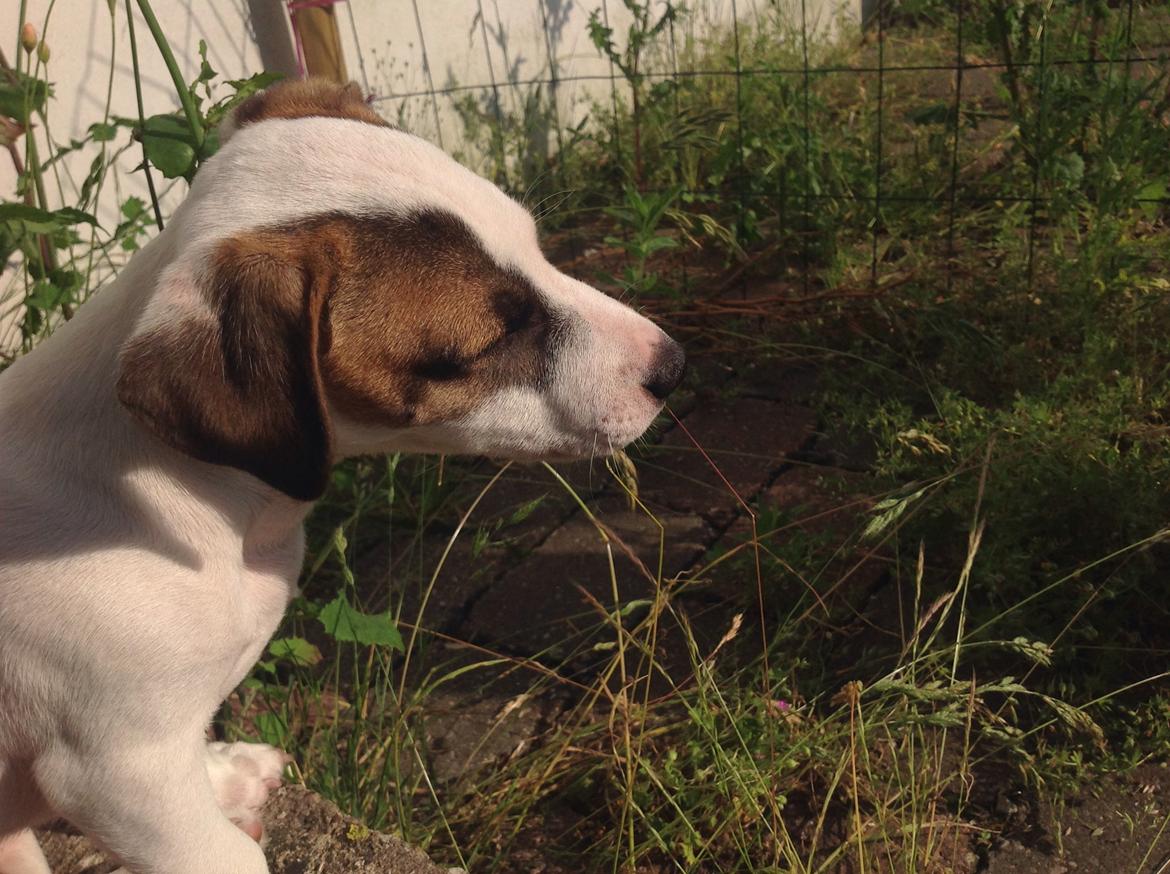 Jack russell terrier Amy billede 6