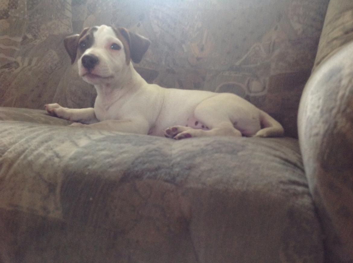 Jack russell terrier Amy billede 1