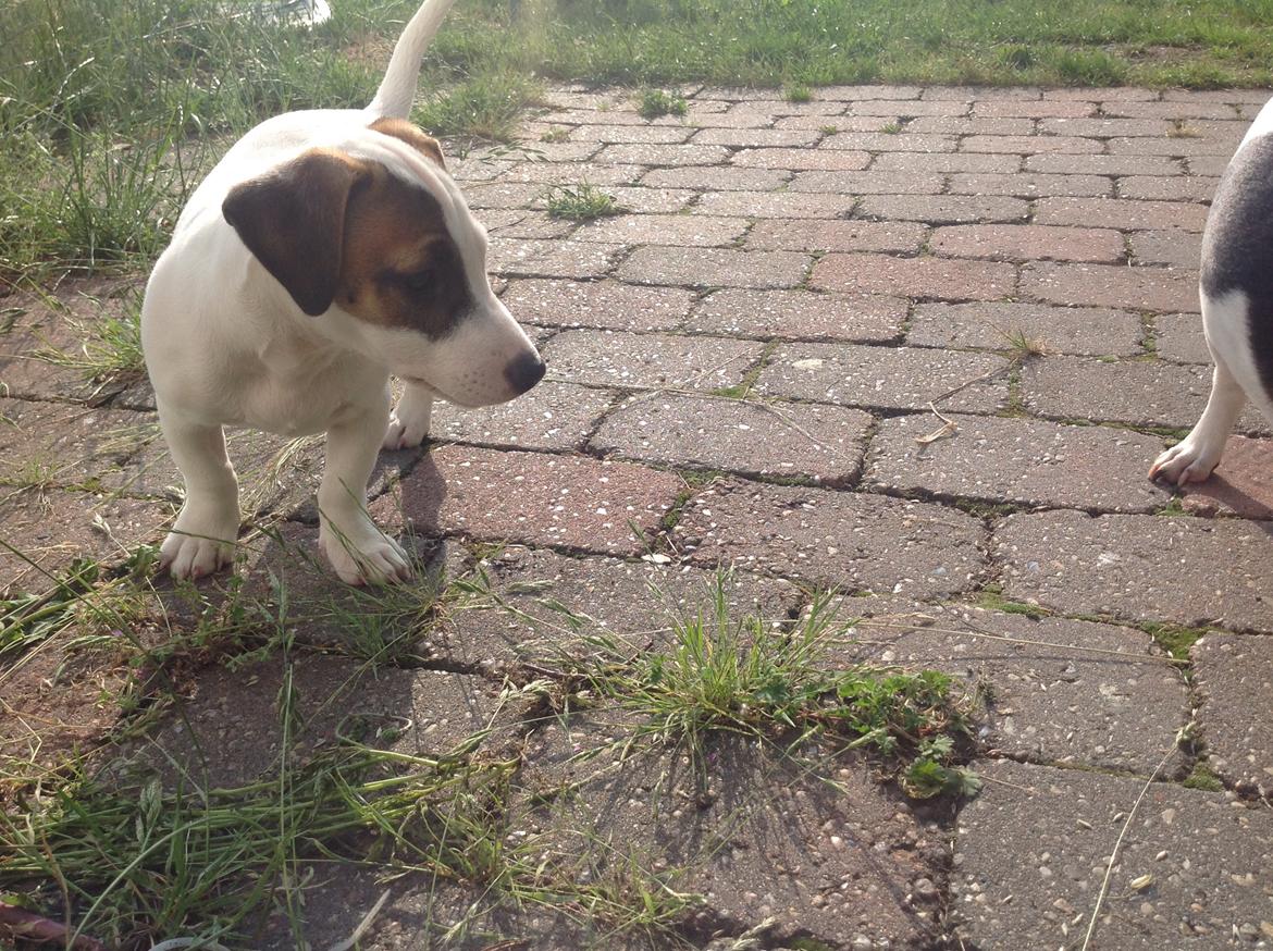 Jack russell terrier Amy billede 8