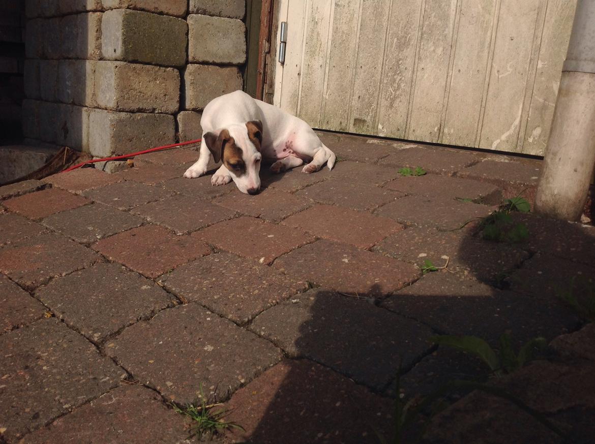 Jack russell terrier Amy billede 9