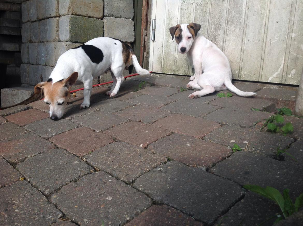 Jack russell terrier Amy billede 10